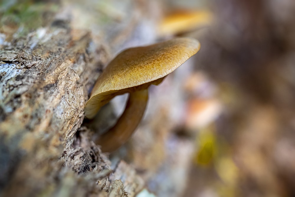 a close up of a mushroom on a tree