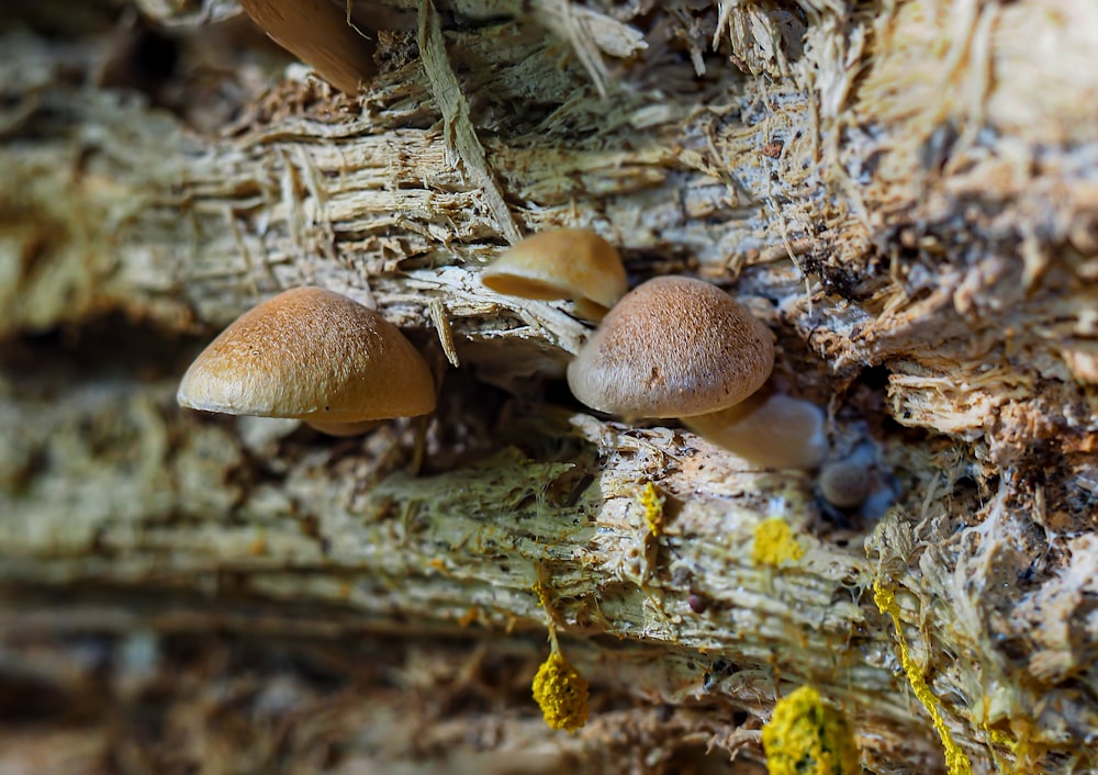 a group of mushrooms growing on the bark of a tree