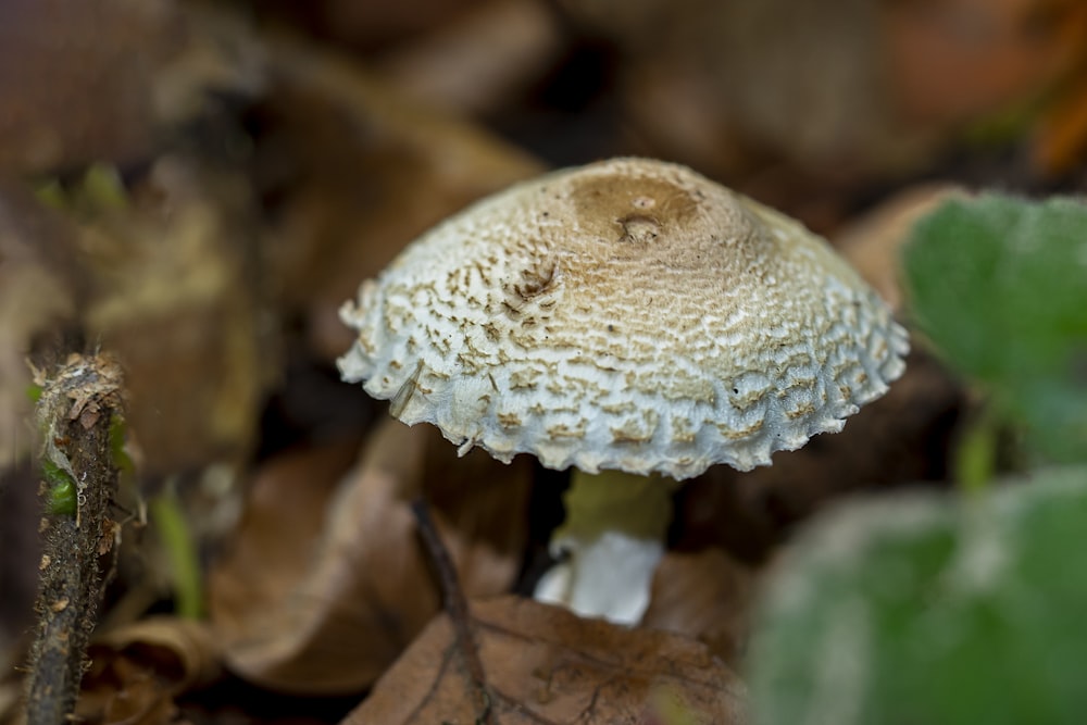 a close up of a mushroom on the ground