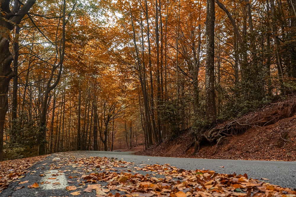a road surrounded by trees with leaves on the ground