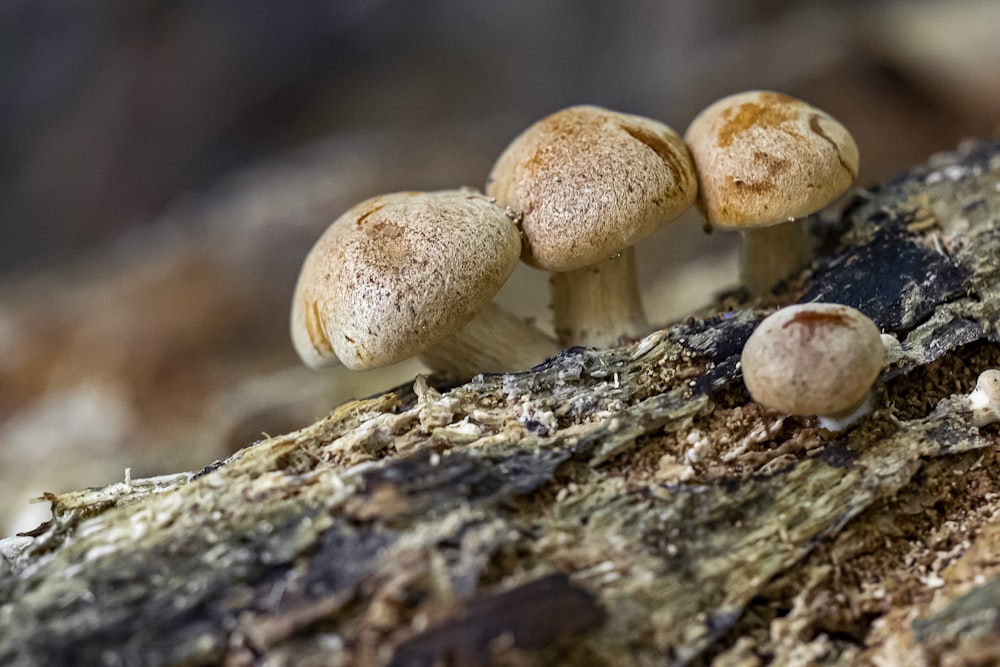 a group of mushrooms sitting on top of a tree