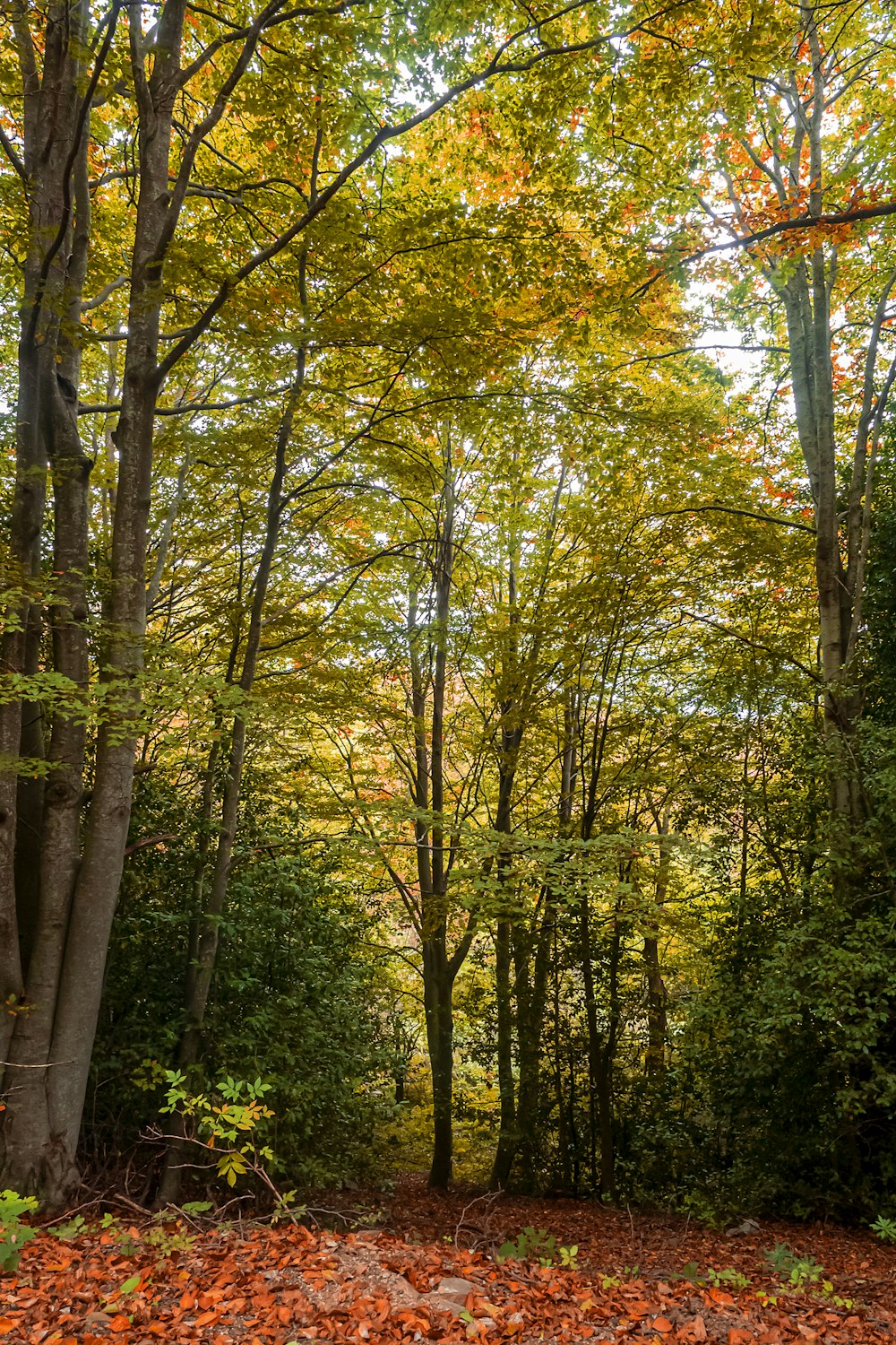 ein Waldgebiet mit vielen Bäumen und Blättern auf dem Boden