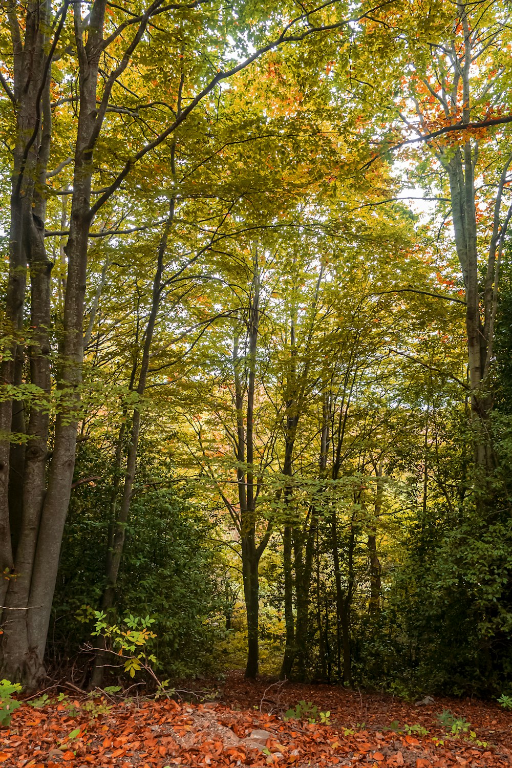 a wooded area with lots of trees and leaves on the ground