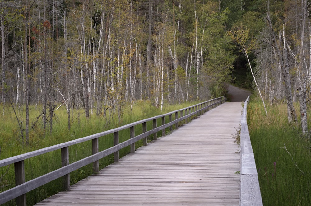 a wooden walkway through a forest filled with trees