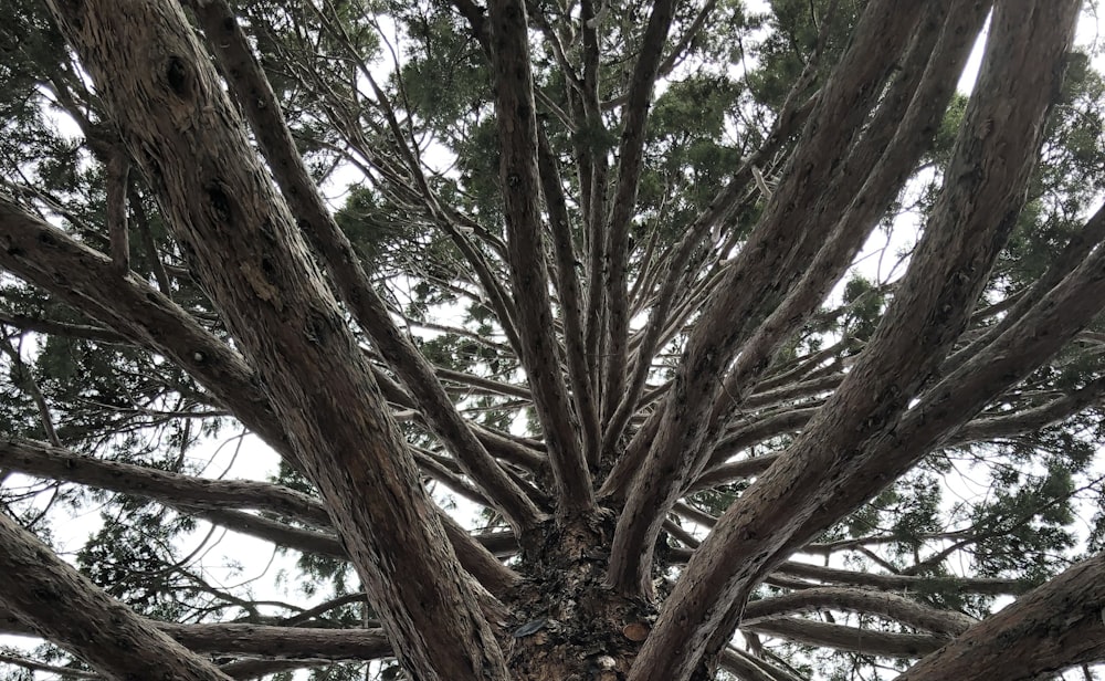 a very tall tree with lots of branches