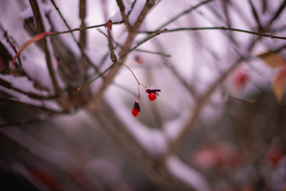 a branch with some red berries hanging from it