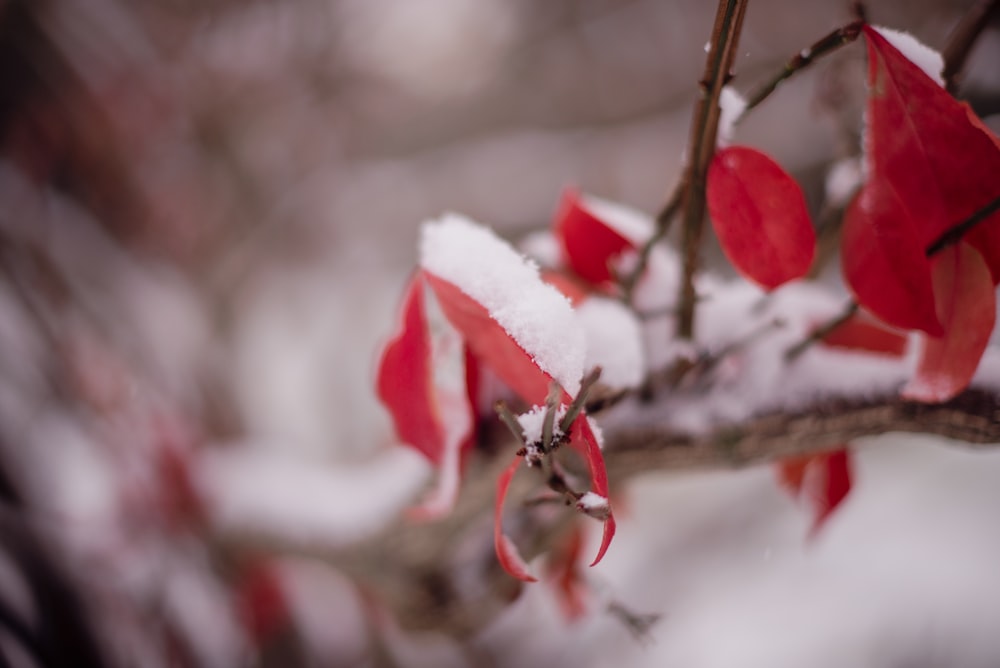 une branche avec des feuilles rouges et de la neige dessus