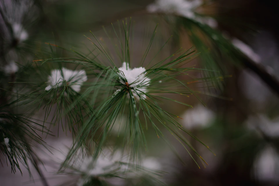 The image shows a close-up view of a pine tree branch with snow on it, set against a blurred background that appears to be a forest or wooded area. The branch is covered in small white snowflakes and has a few brown spots scattered throughout the snowfall. The focus is on the branch itself, which dominates most of the frame, while the surrounding environment remains out of focus.