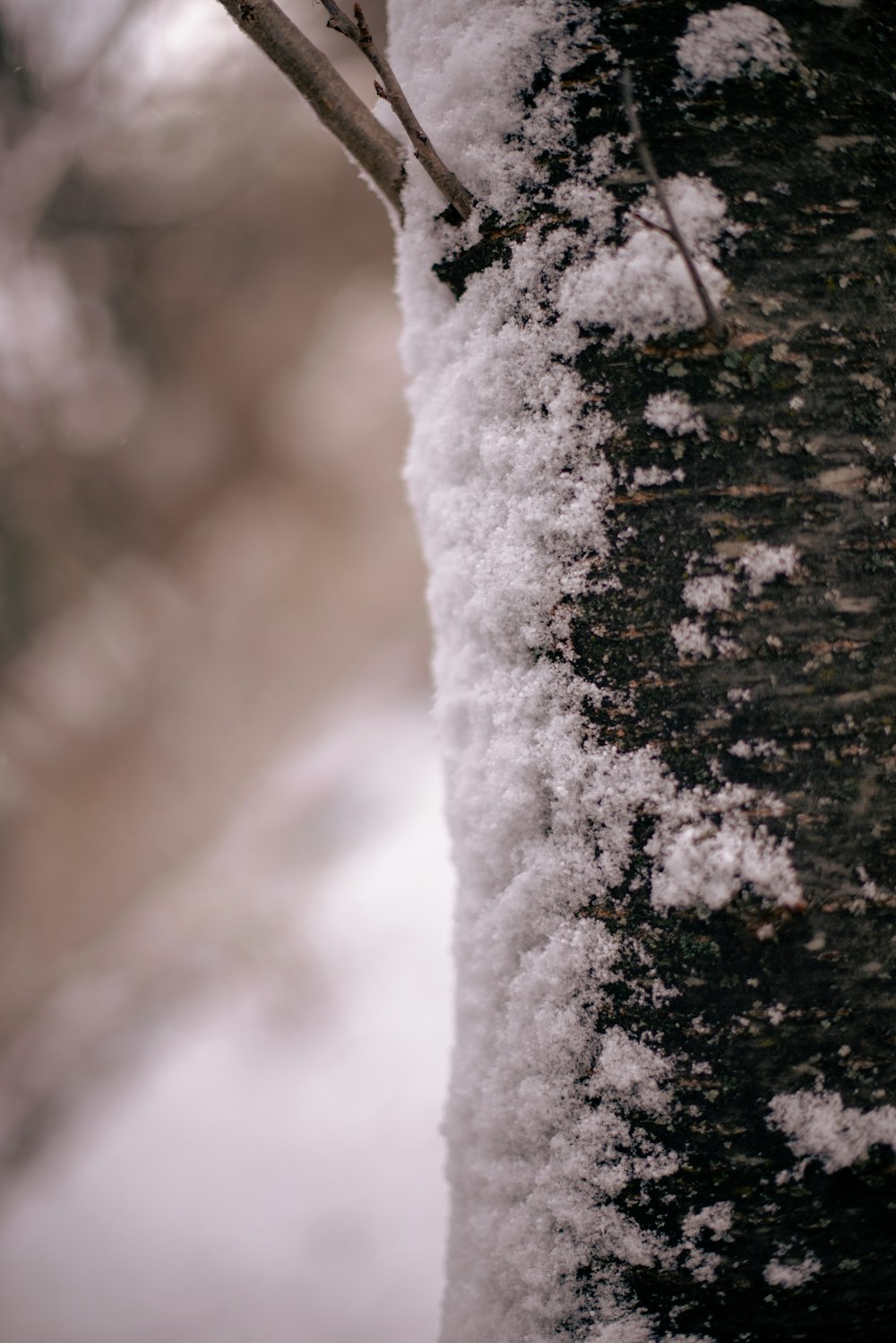 a close up of a tree with snow on it