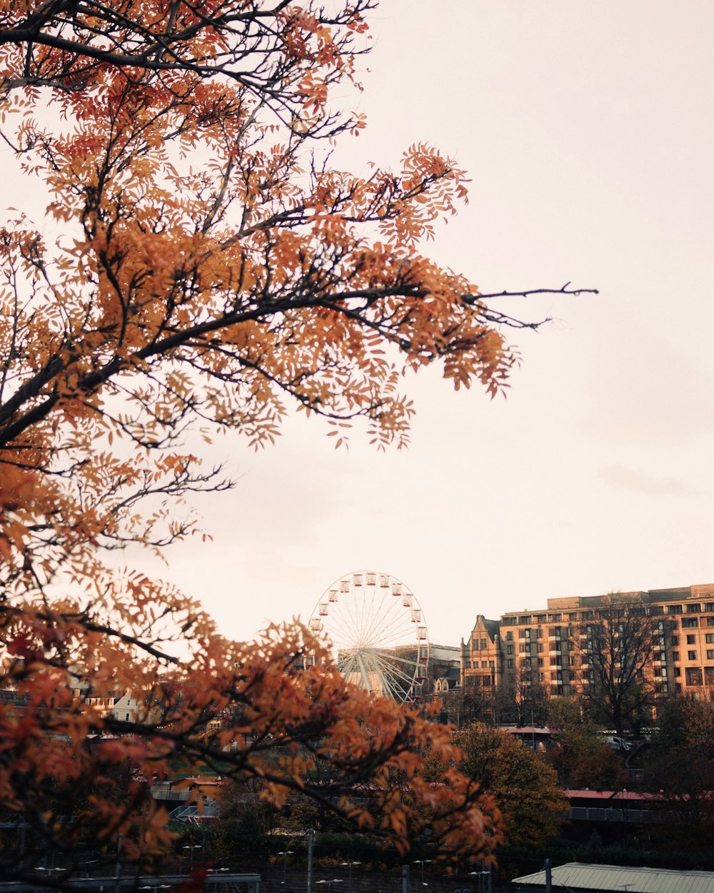 a ferris wheel is in the distance behind a tree