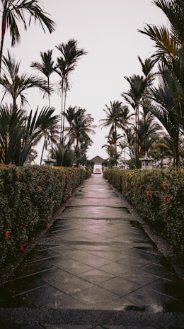 a pathway leading to a beach with palm trees