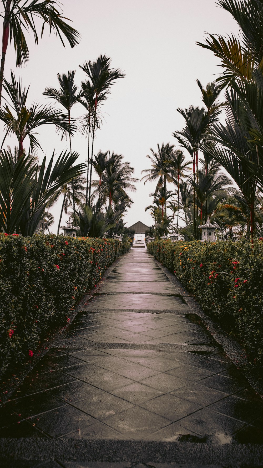 a pathway leading to a beach with palm trees