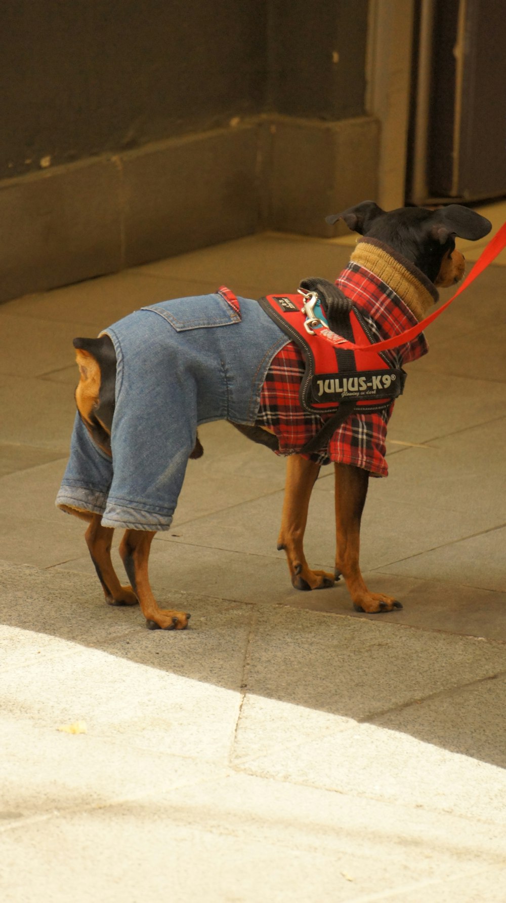 a dog wearing a jacket and leash on a sidewalk