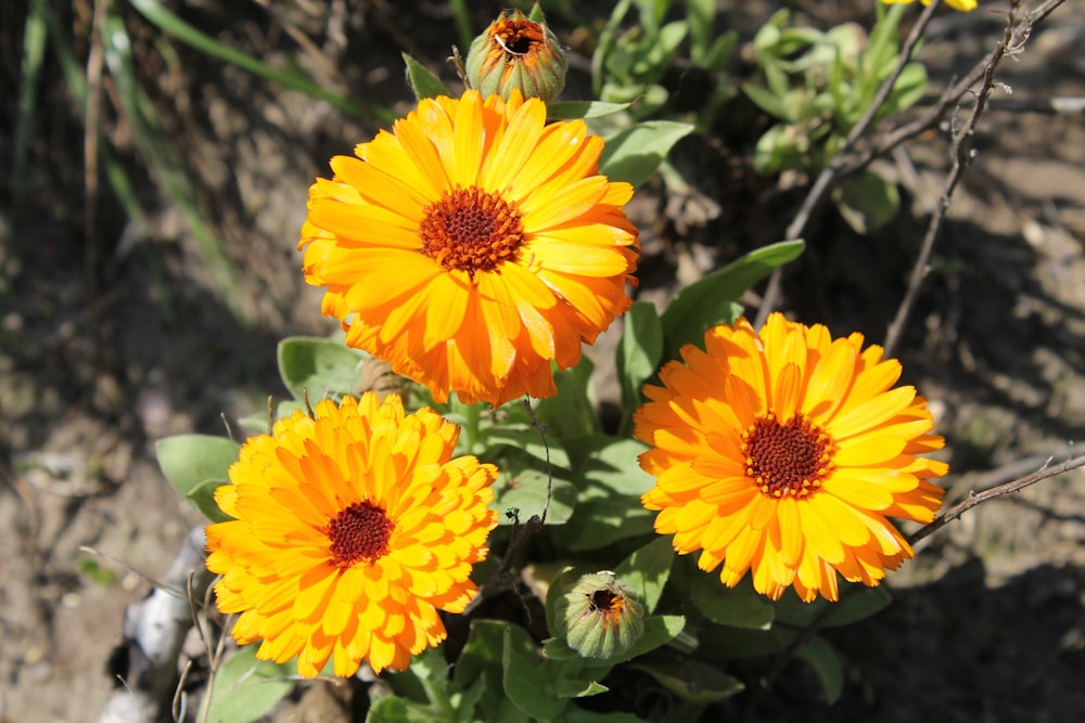 a group of yellow flowers sitting on top of a field