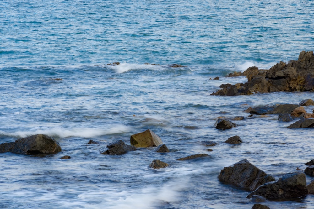 a bird sitting on a rock near the ocean