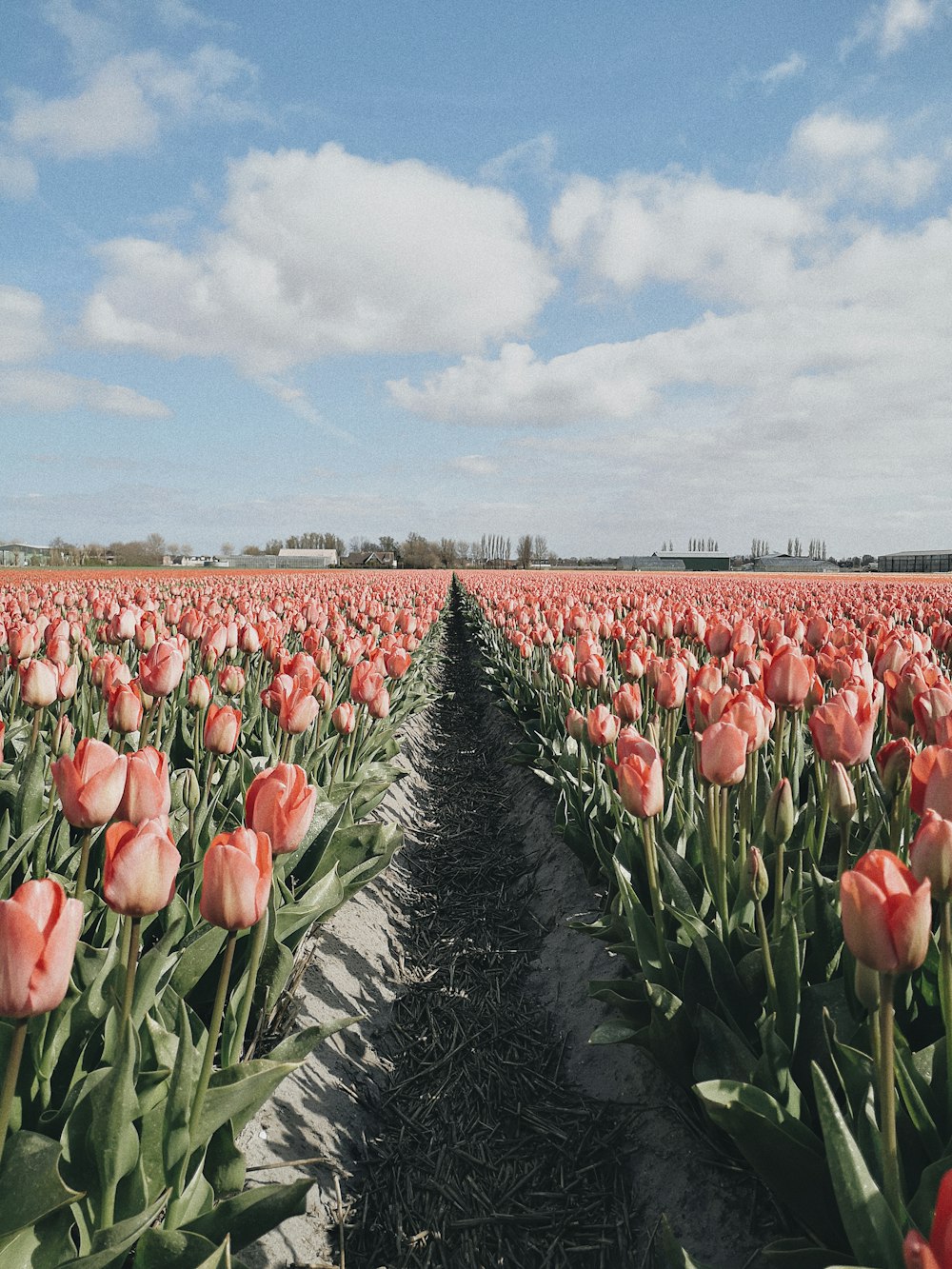 a field full of pink tulips under a blue sky