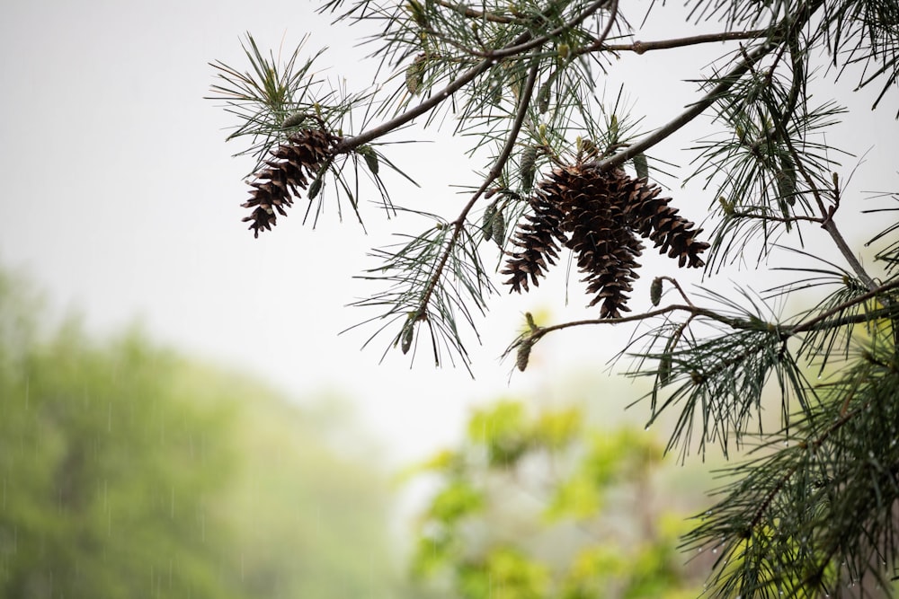 a branch of a pine tree with cones on it