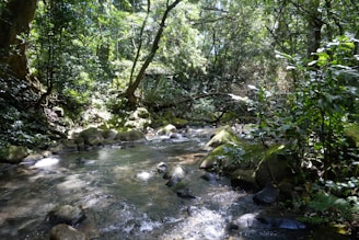 A vibrant forest scene at sunrise, with sunlight filtering through lush green leaves and a small stream flowing gently.