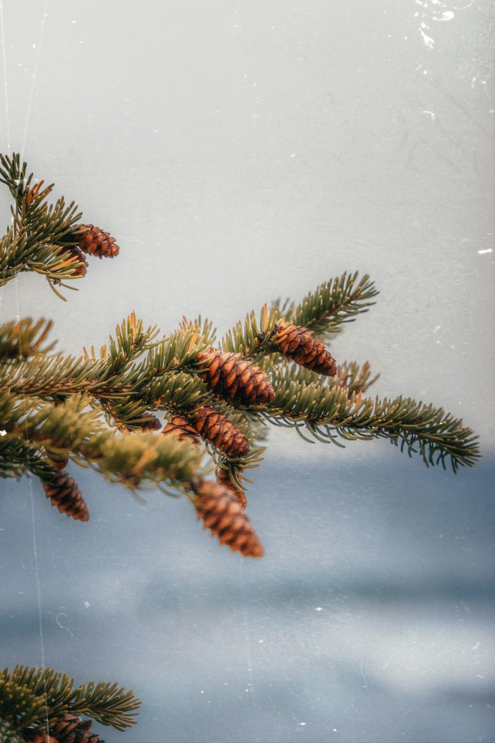 a branch of a pine tree with cones on it