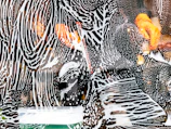 a close up of a window with a zebra pattern