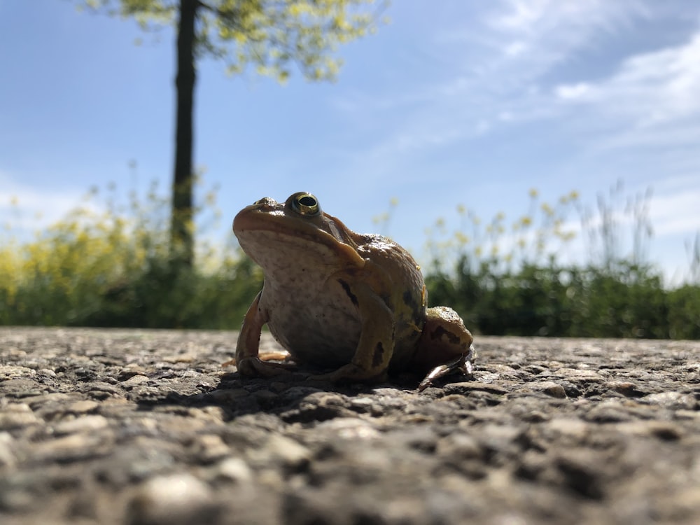 a frog sitting on the ground looking at the camera