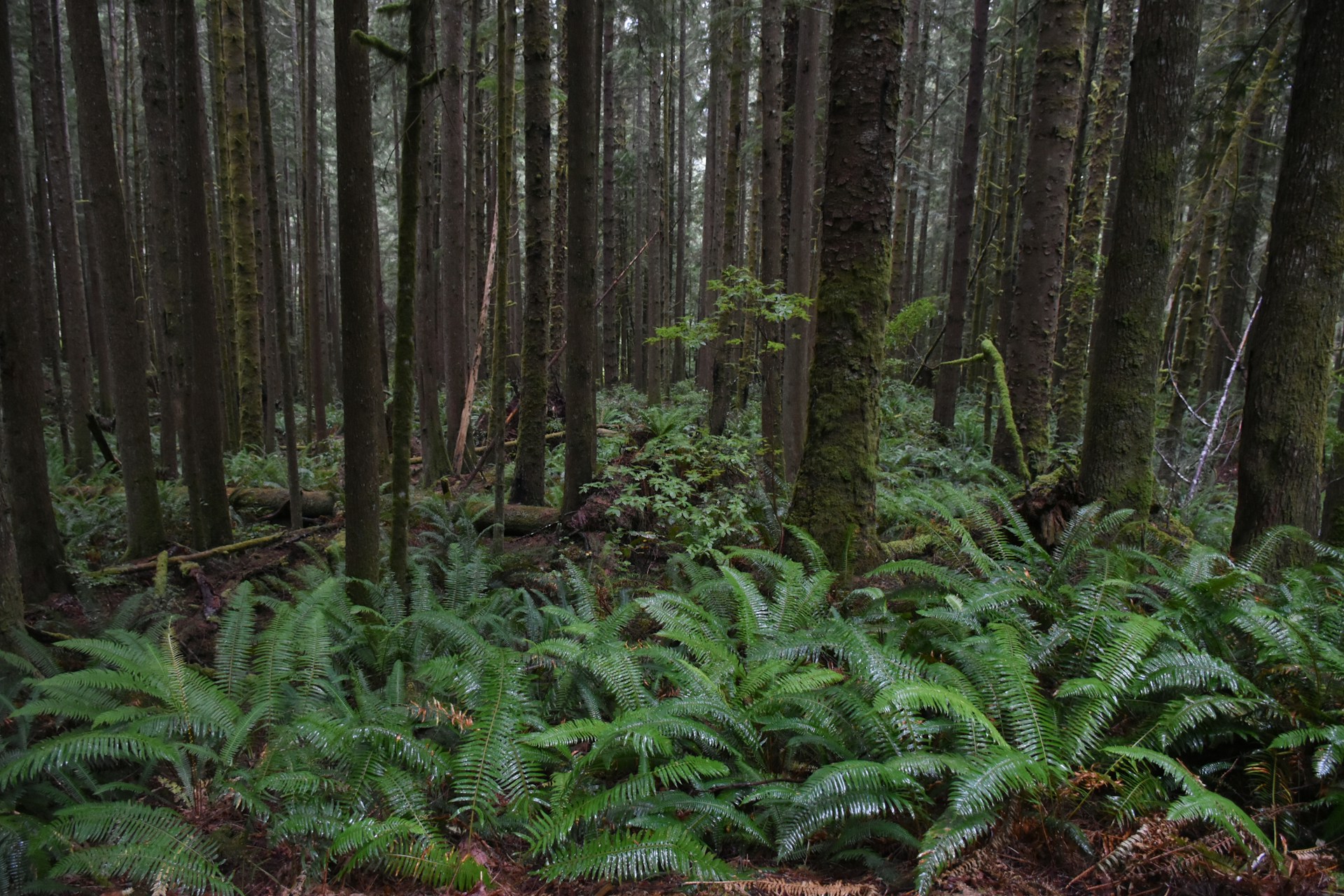 a lush green forest filled with lots of trees