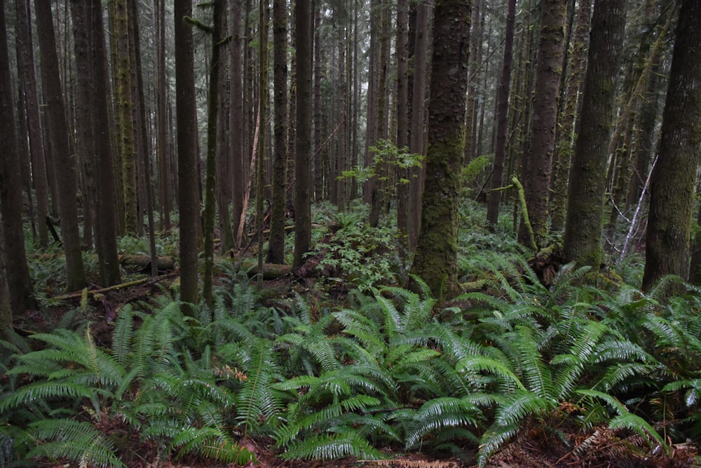 a lush green forest filled with lots of trees