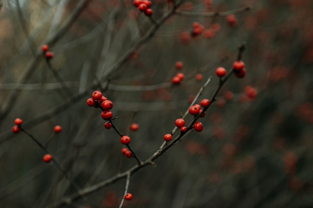 a branch with red berries hanging from it