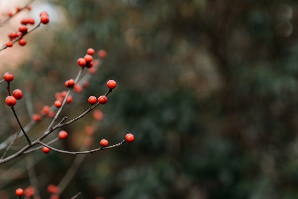 un ramo con piccole bacche rosse su di esso