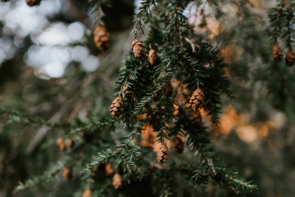 a close up of pine cones on a tree