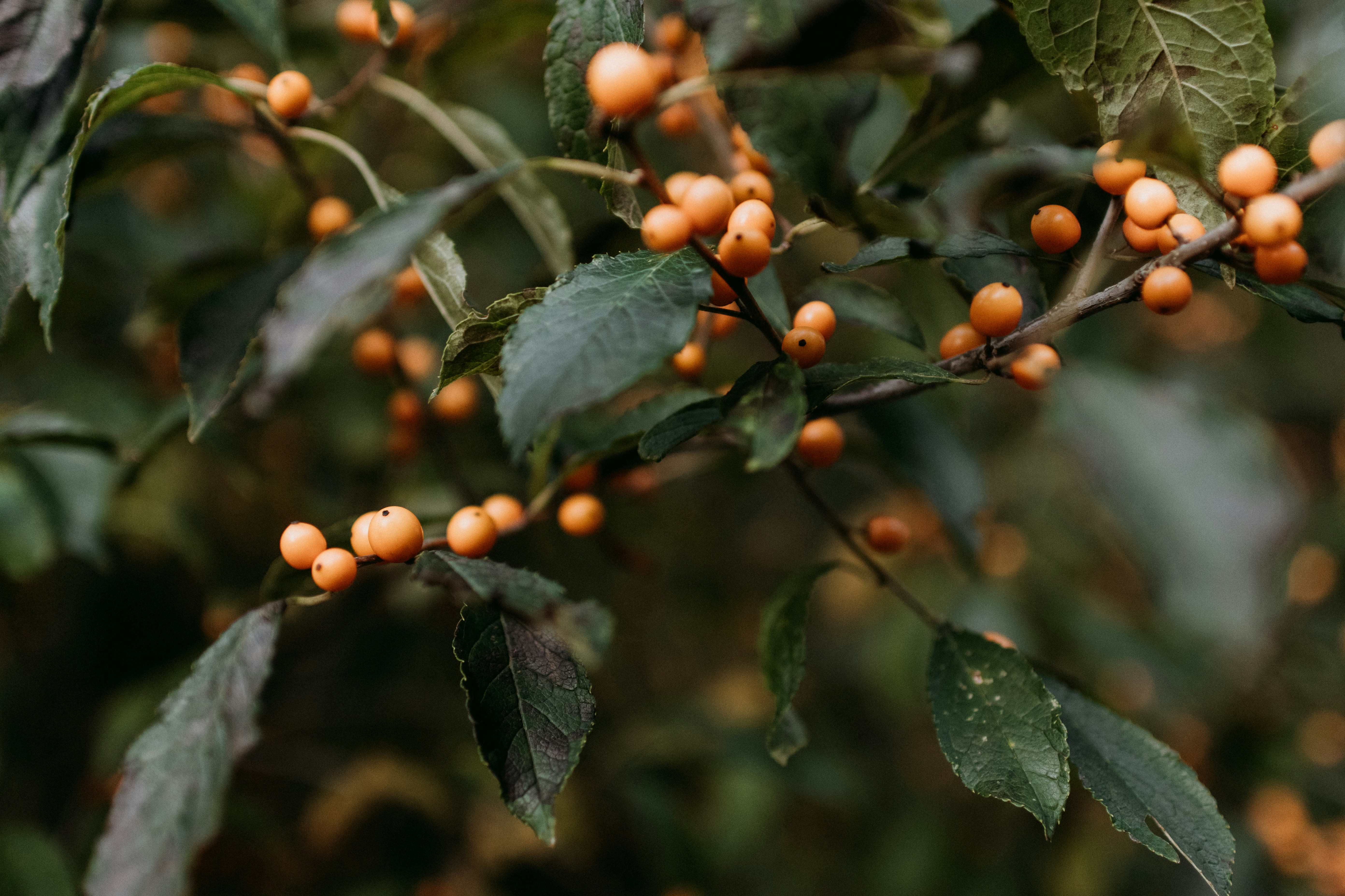 Photo by kellysikkema