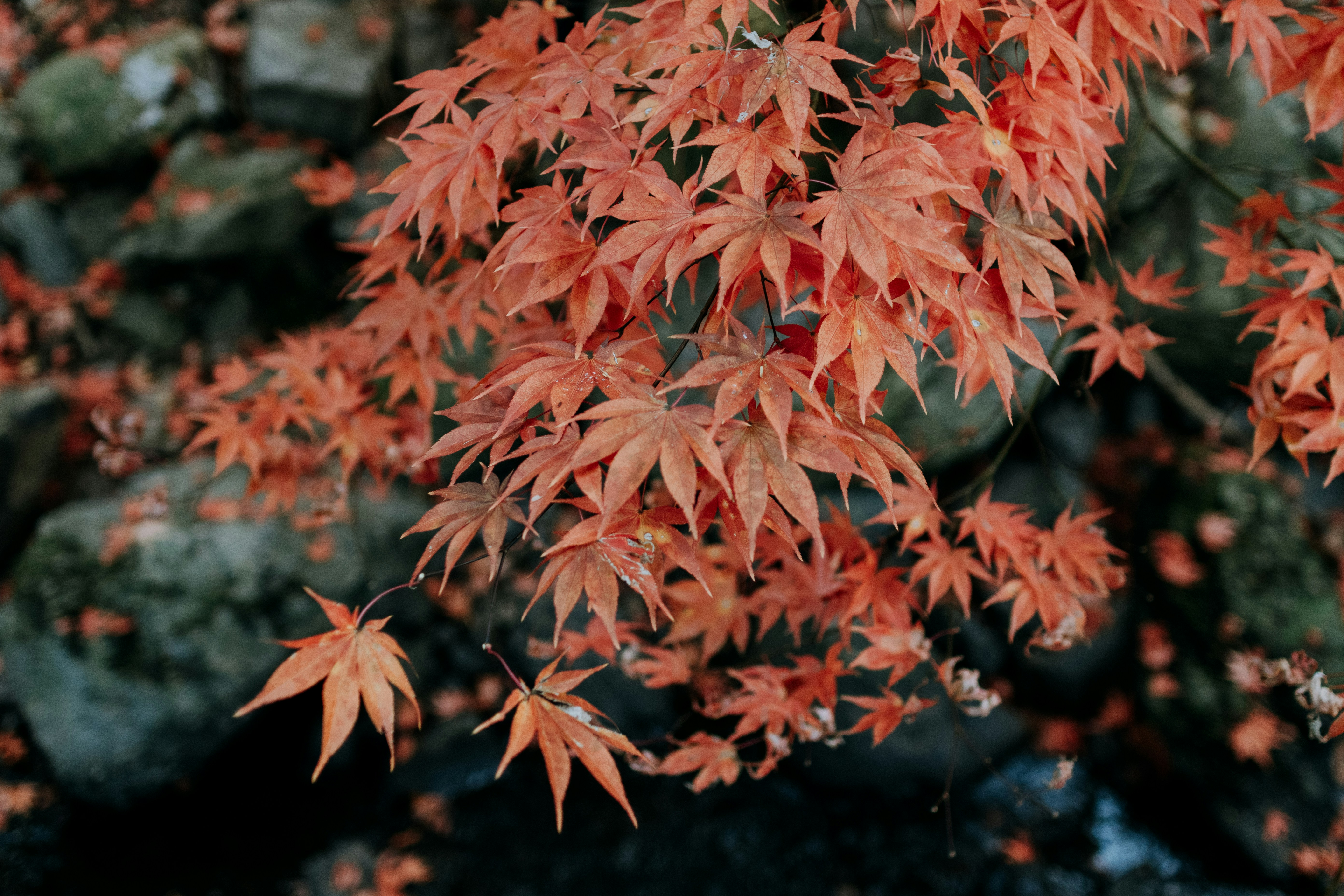 A close up of a tree with red leaves photo – Free Winter Image on Unsplash