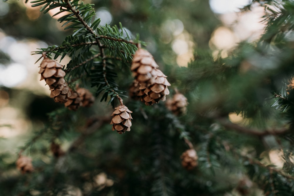 a close up of pine cones on a tree