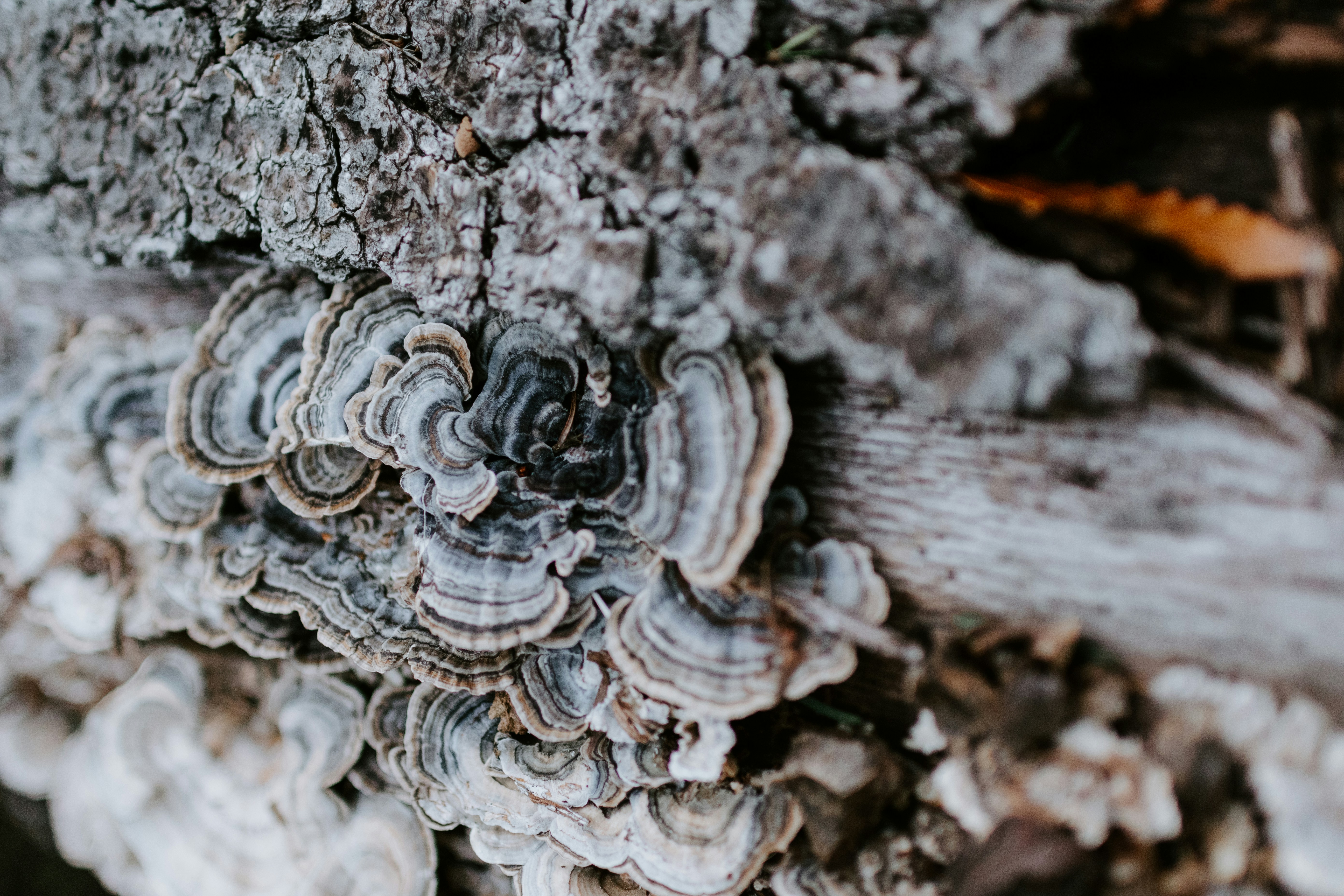 Photo by kellysikkema