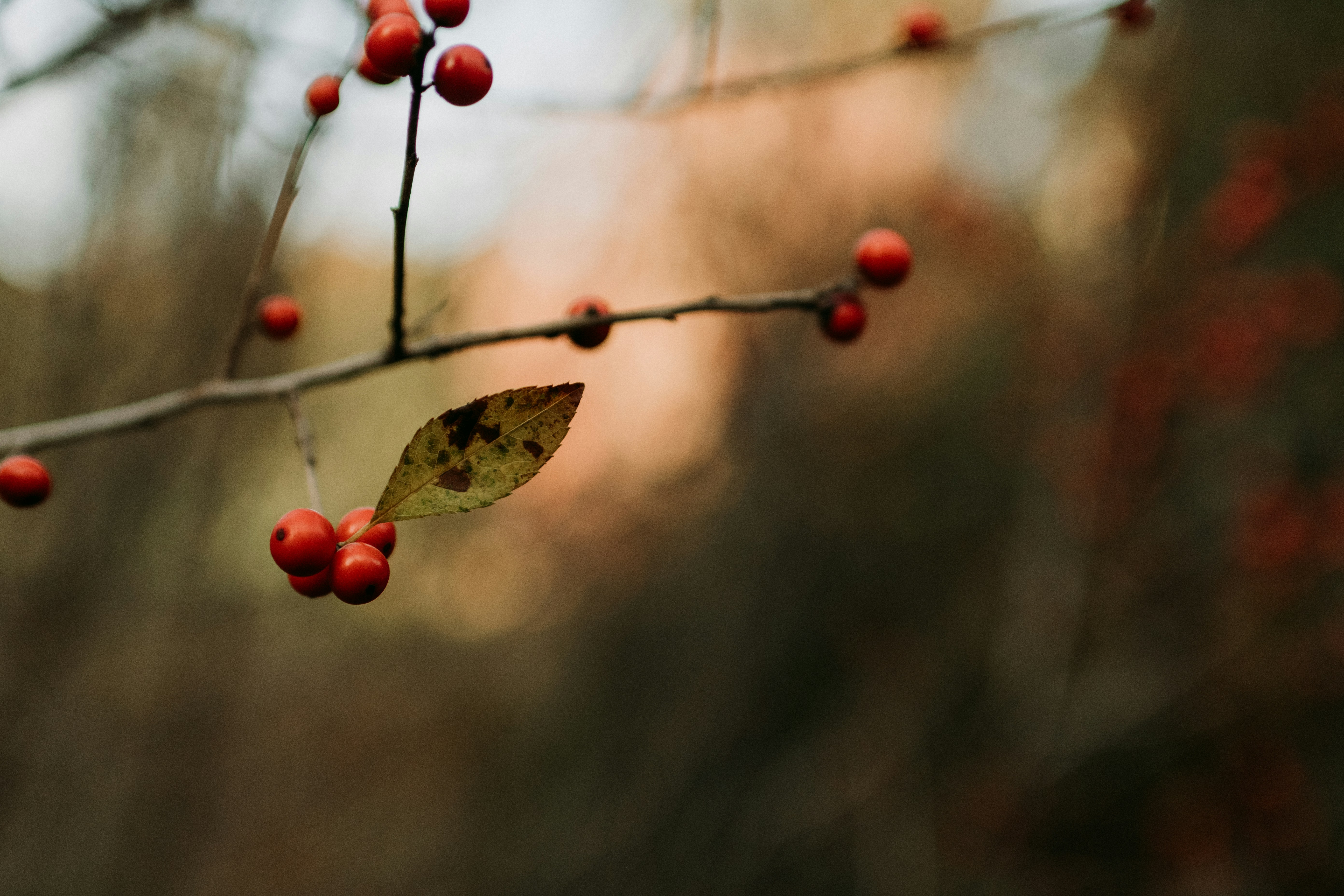 Photo by kellysikkema