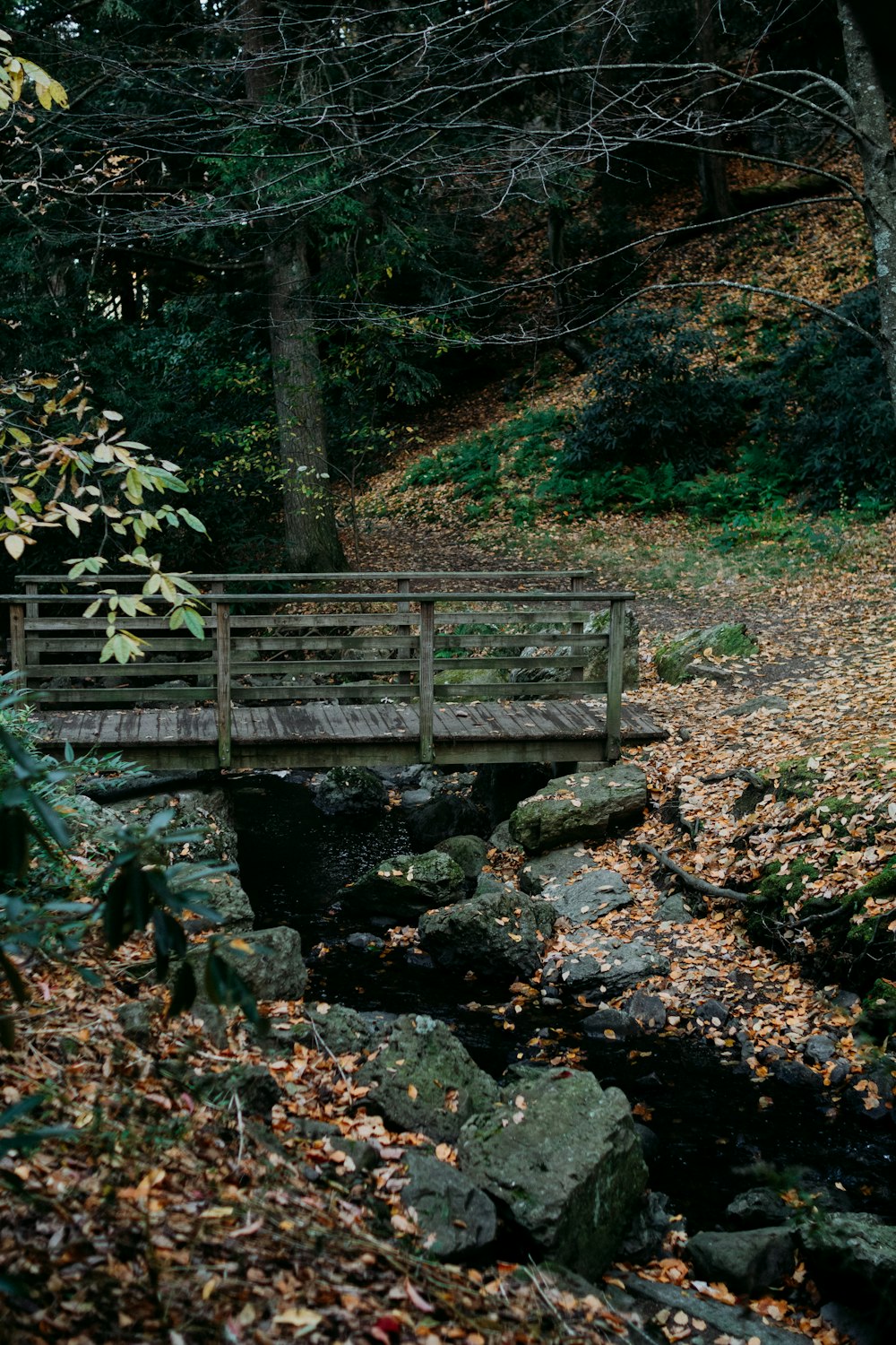 a wooden bridge over a stream in a forest