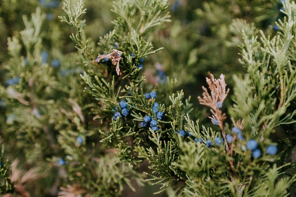 a close up of a tree with blue flowers