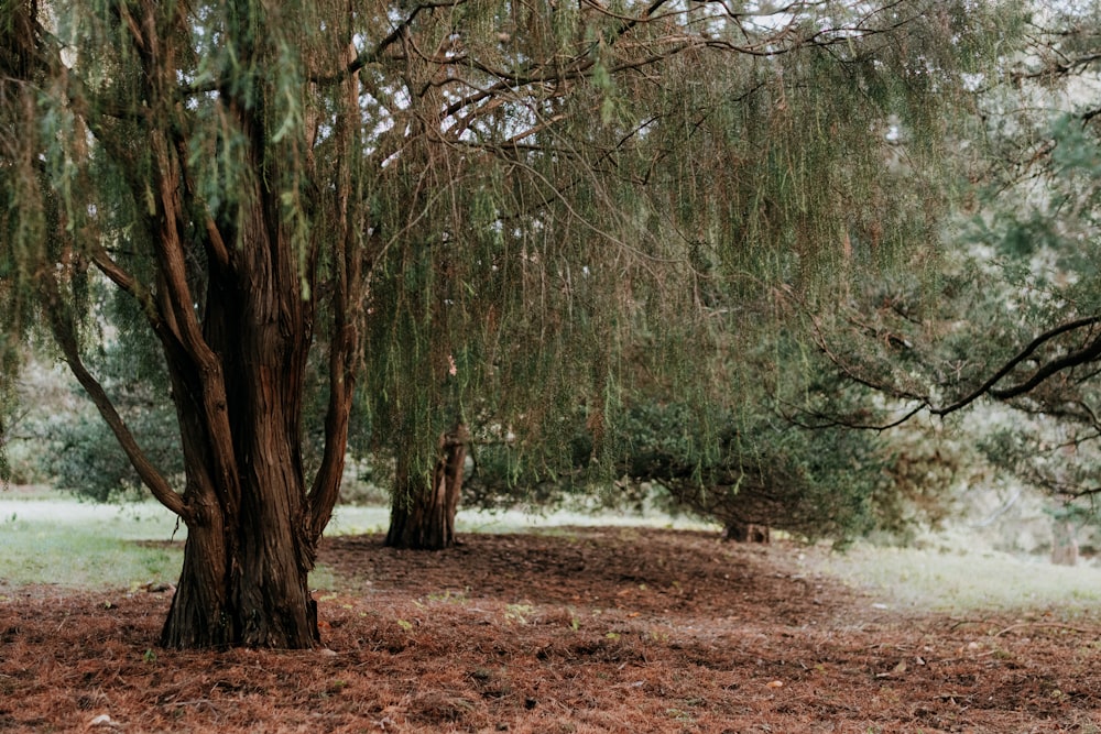 a couple of trees sitting in the middle of a forest