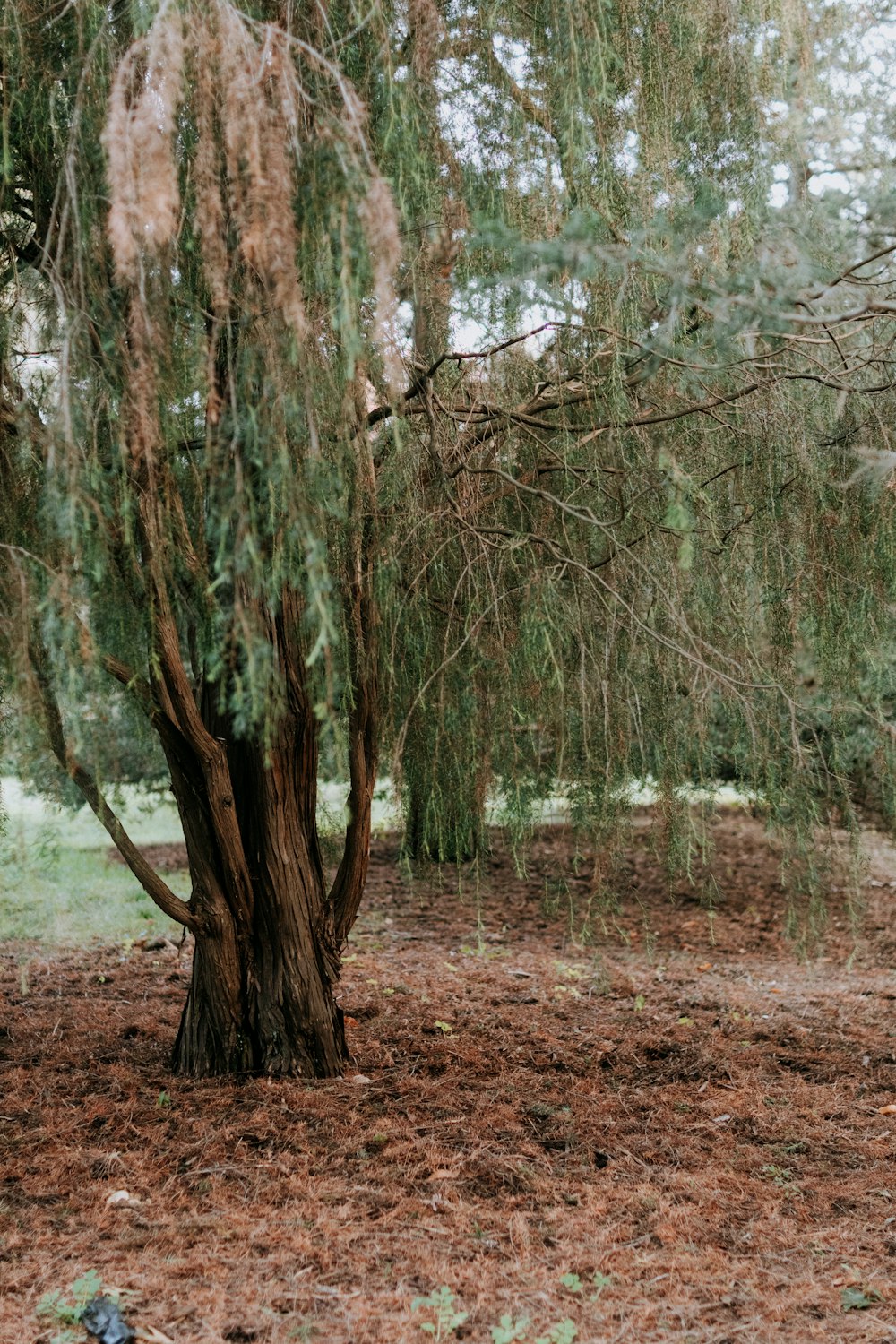 a bench under a tree in the middle of a field