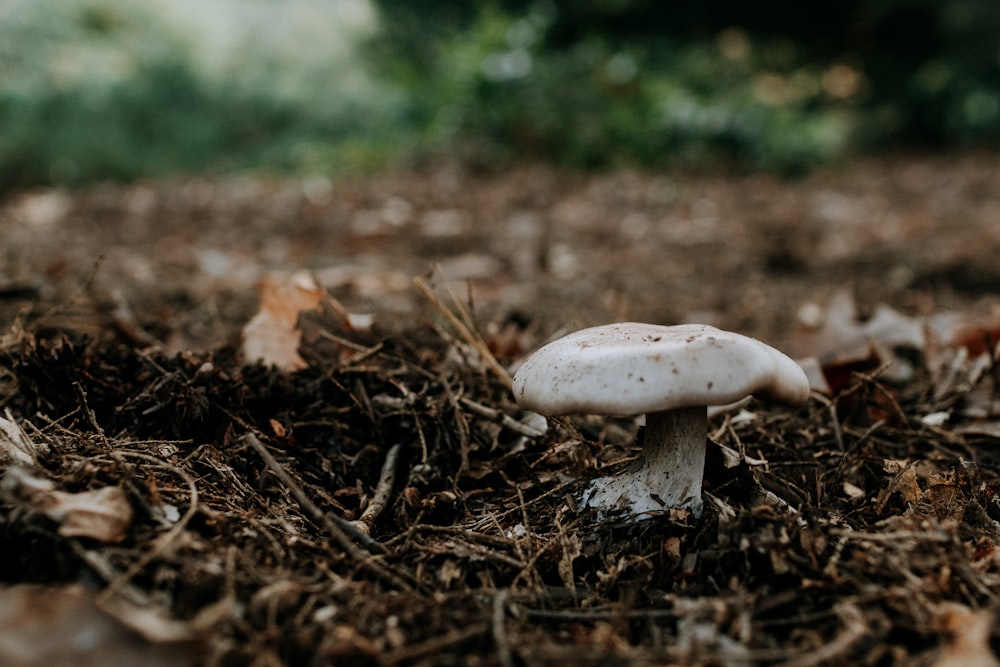 a white mushroom sitting on top of a pile of leaves