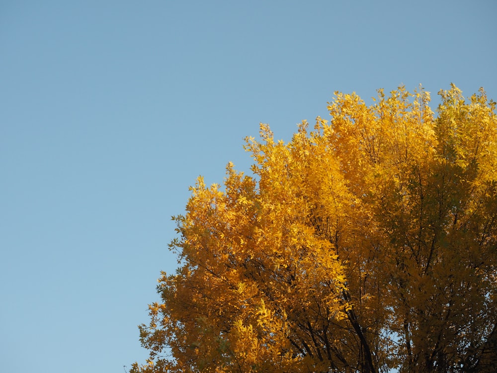 a tree with yellow leaves and a blue sky in the background