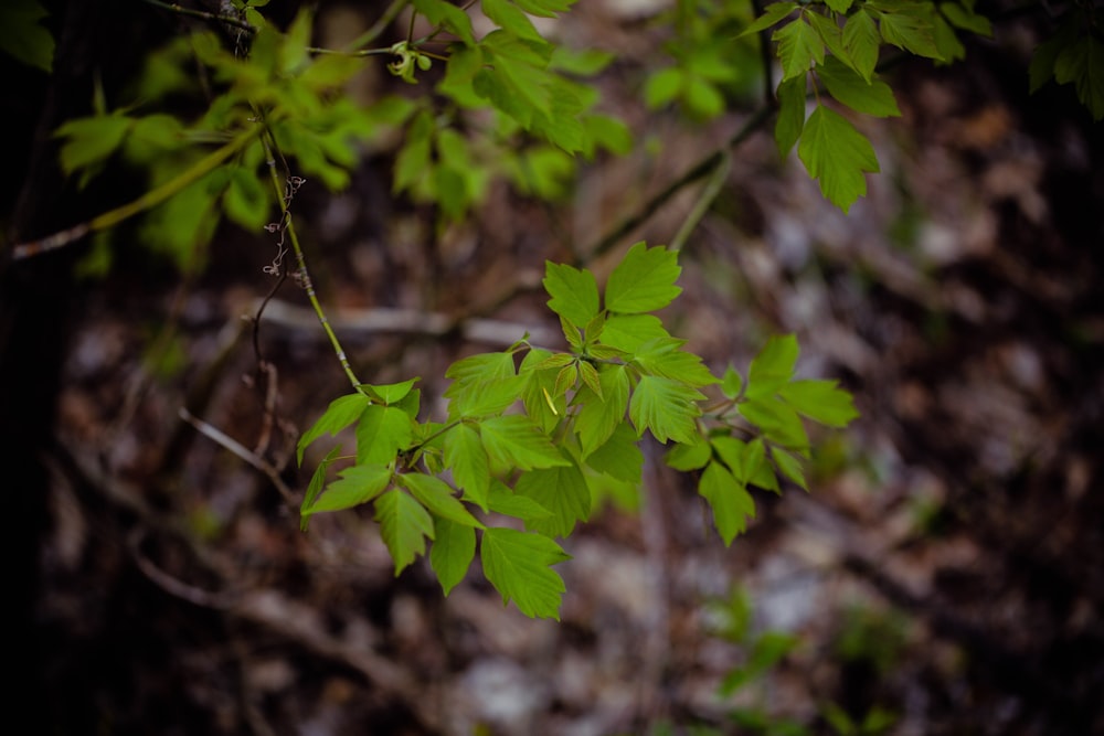 緑の葉を持つ木の枝