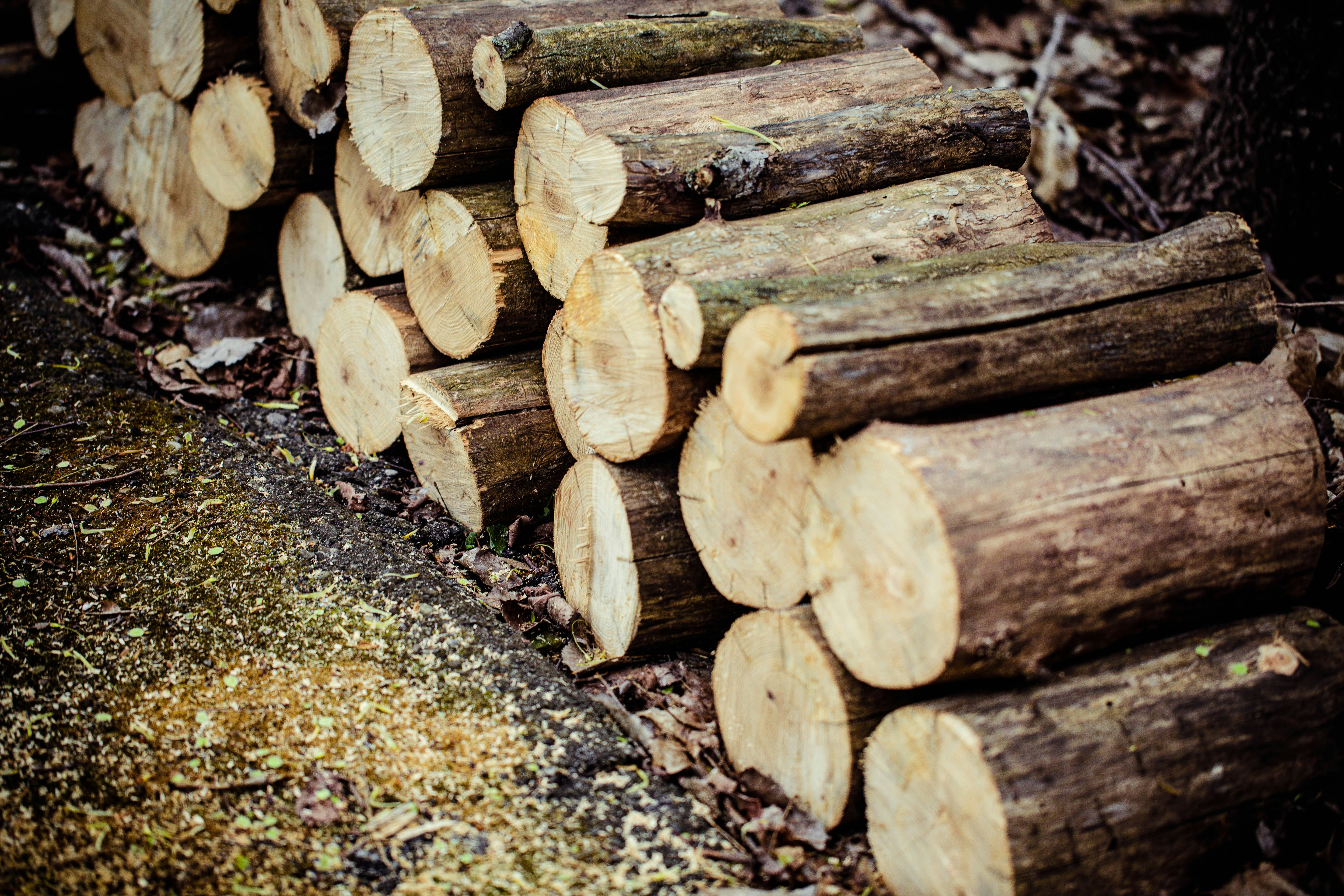 a pile of logs sitting on top of a forest floor