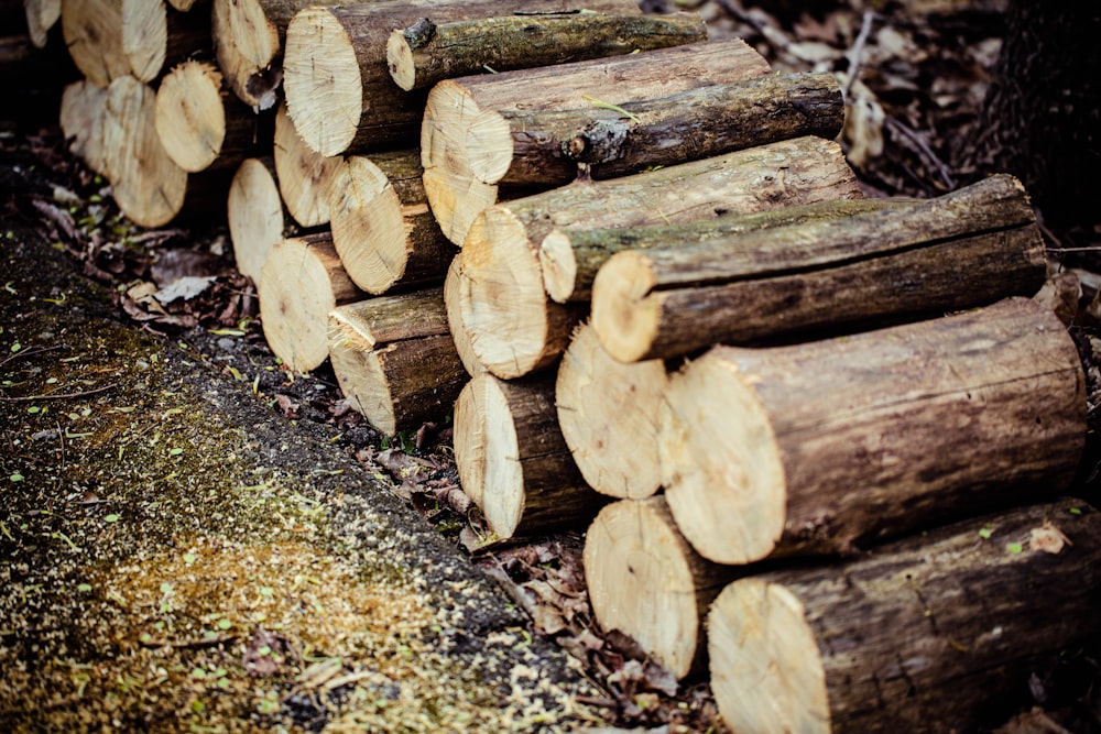 a pile of logs sitting on top of a forest floor