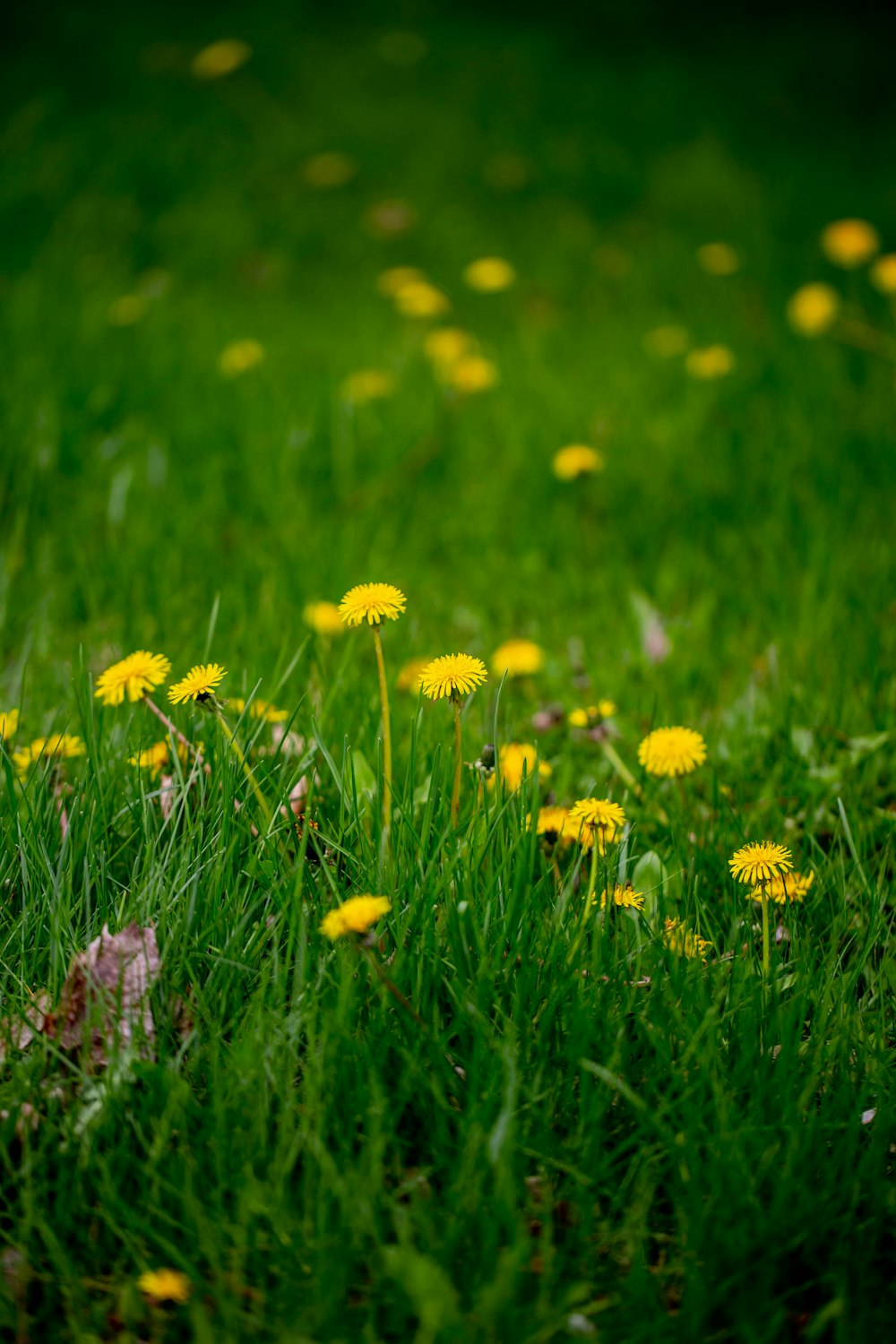 a field of green grass with yellow dandelions