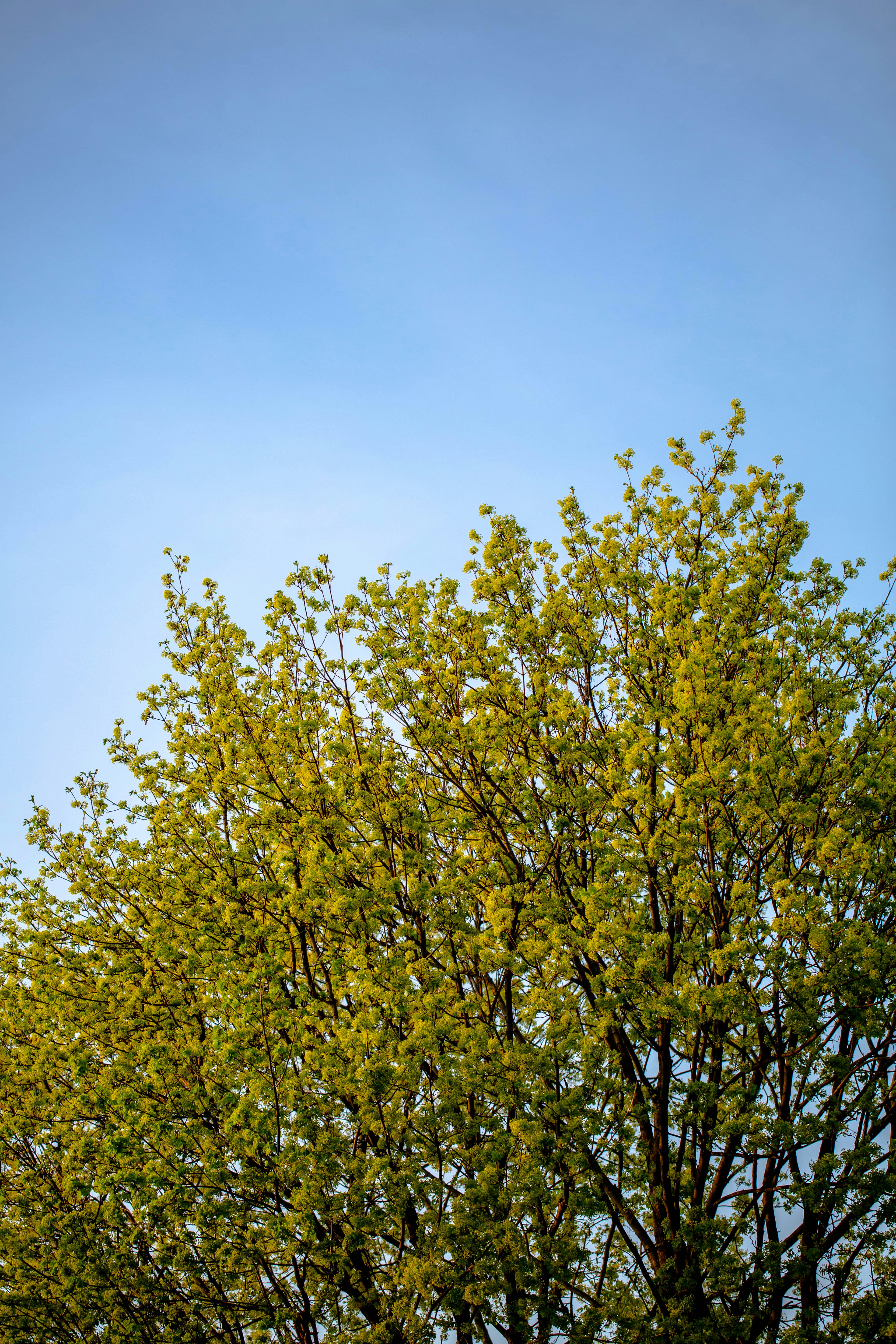 a tree with green leaves and a blue sky in the background