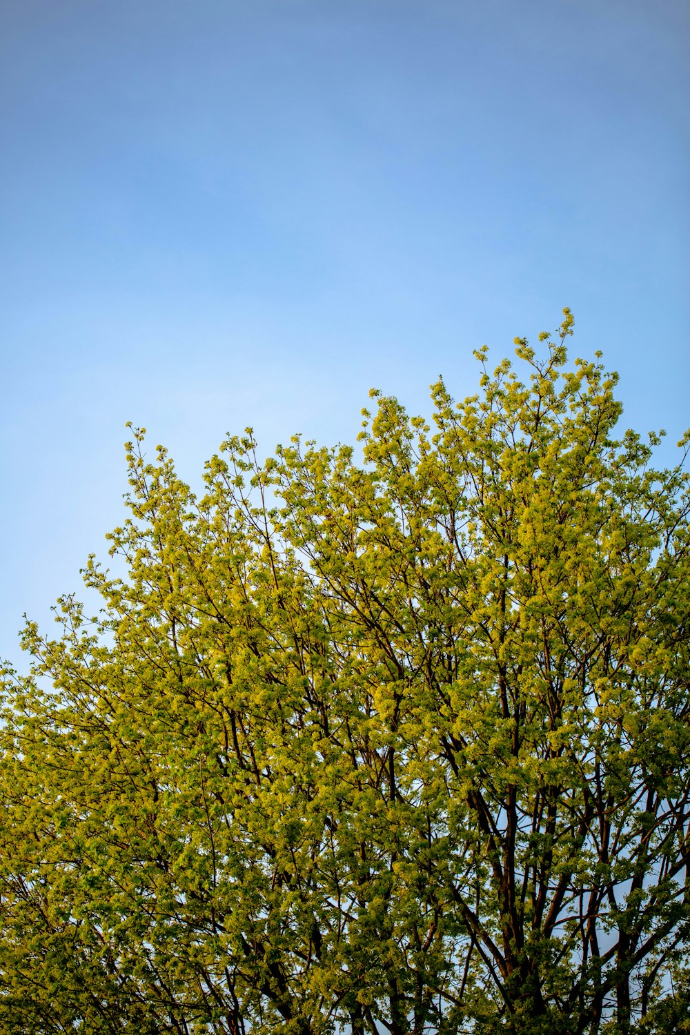 uma árvore com folhas verdes e um céu azul no fundo