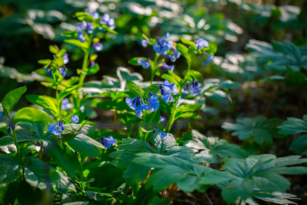 a group of blue flowers that are in the grass