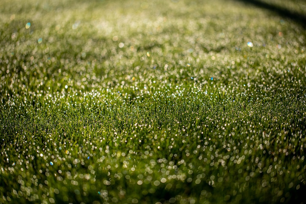 un campo di erba verde coperto di goccioline d'acqua
