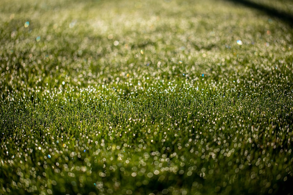 a field of green grass covered in water droplets